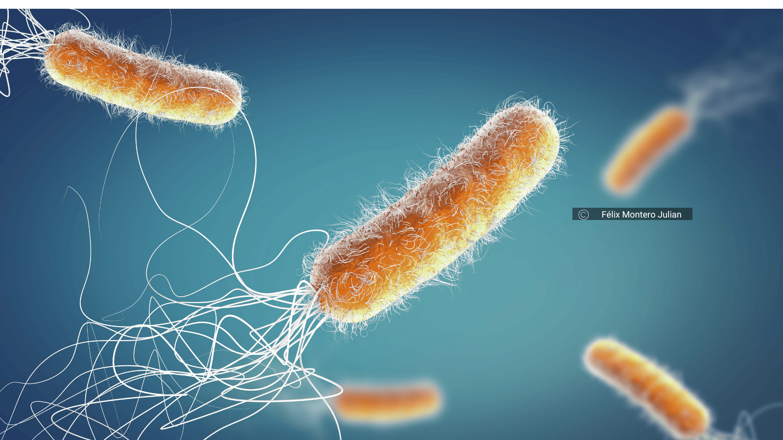 Image du IOUQMER (Incidence des Organisations Urbaines sur la Qualité Microbiologique des Eaux de Ruissellement)